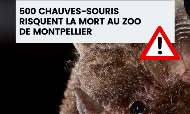 Sauvons les 500 chauves-souris du Zoo de Montpellier !