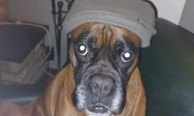 Cruauté animale : justice pour Tyson !