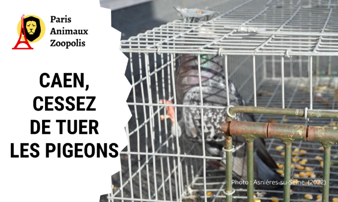 Mairie de Caen : STOP au gazage des pigeons !