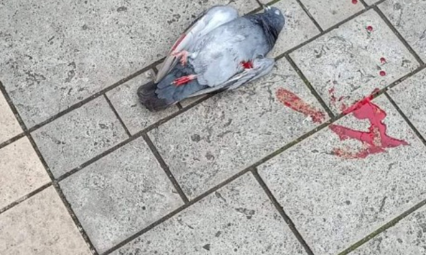 Stop aux tirs à la carabine sur les pauvres pigeons à Sérignan 34 !