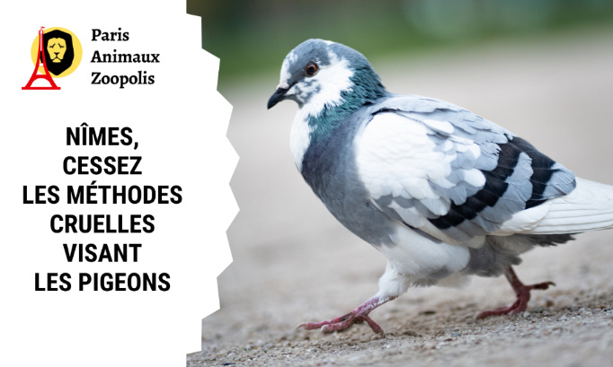 Stop à la stérilisation chirurgicale des pigeons à Nîmes !