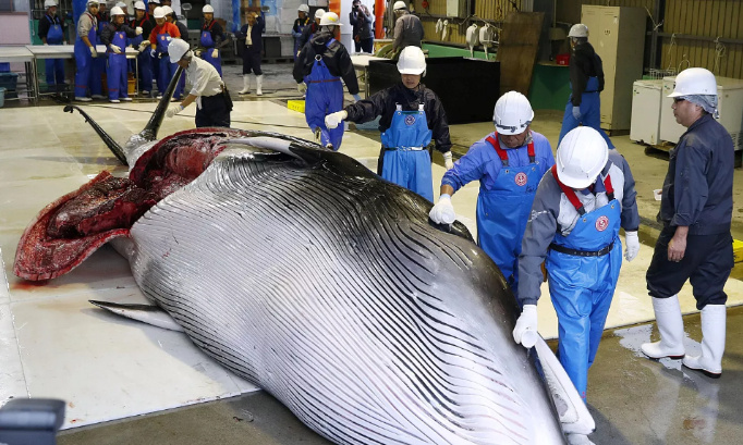 Stop à la chasse à la baleine au Japon et en Norvège !