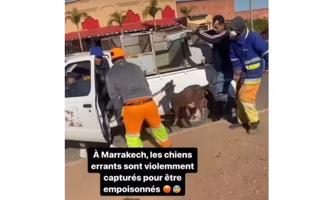 Marrakech : Sauvetages de chiens errants capturés pour être empoisonnés