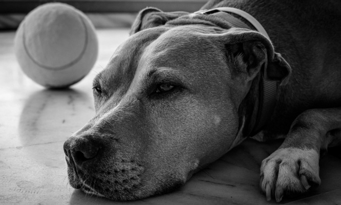 Justice pour la chienne jetée du 9ème étage !