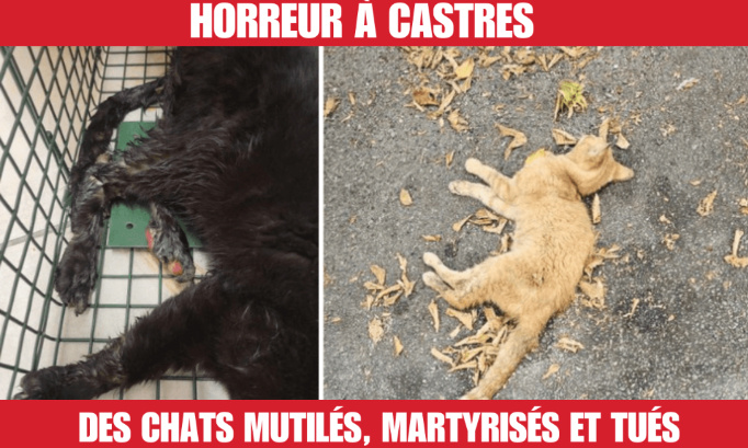 Chats torturés et tués à Castres : retrouvons les coupables !