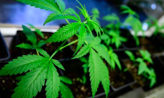Une "Marlène Schiappa" pour une Loi de protection réelle de la jeunesse contre le cannabis