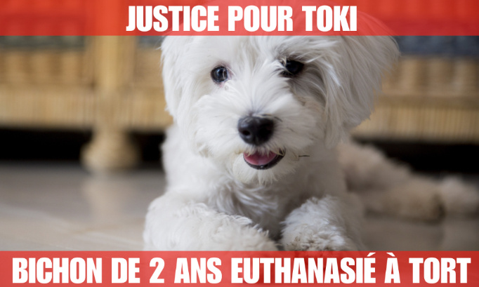 Justice pour Toki, Bichon Maltais de 2 ans, euthanasié à tort