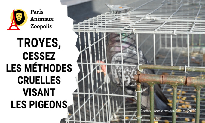 Stop à la stérilisation chirurgicale des pigeons à Troyes !