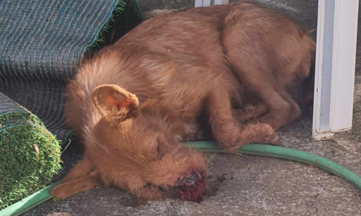Justice pour Garoue, chienne tirée au fusil à bout portant, empoisonnée et battue.