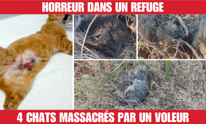 Massacre de chats dans un refuge animalier : Que justice soit faite