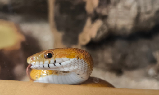 Réclamons des mesures plus strictes pour lutter contre le trafic des animaux exotiques et de leurs organes !