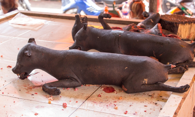 Stop à certains actes de cruauté autorisés sur les chats et chiens en Europe !