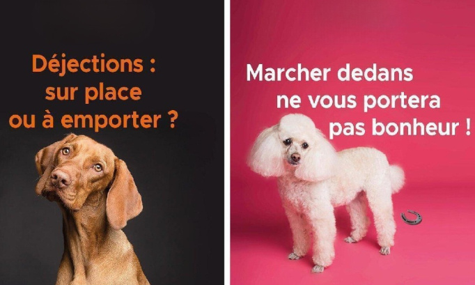 Pour une ville Saint-Gilles sure et propre : stop aux déjections canines et aux incivilités !