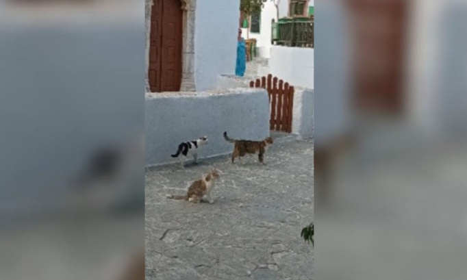 Contre la maltraitance des chats errants par centaines en Grèce !