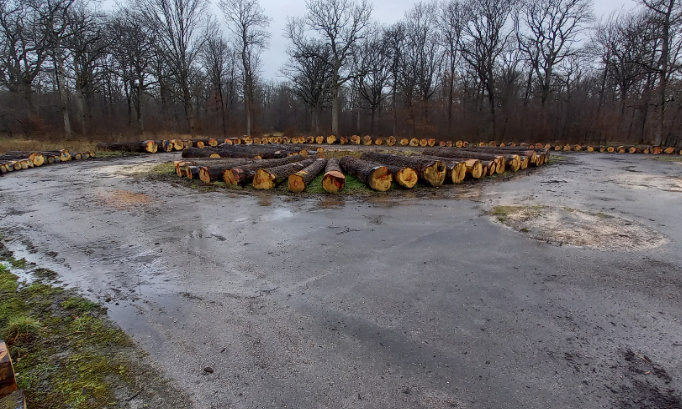 D&eacute;forestation