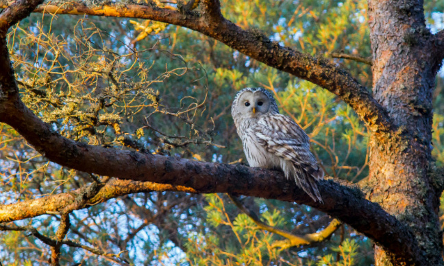 Préservons nos Bois au dessus du Clos des Capucins, NON à l'installation d'une antenne de téléphonie mobile