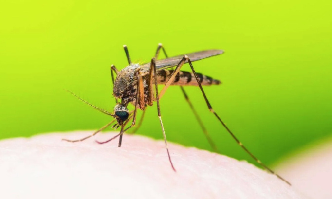 Stopper la prolifération des moustiques à Wasquehal et Croix