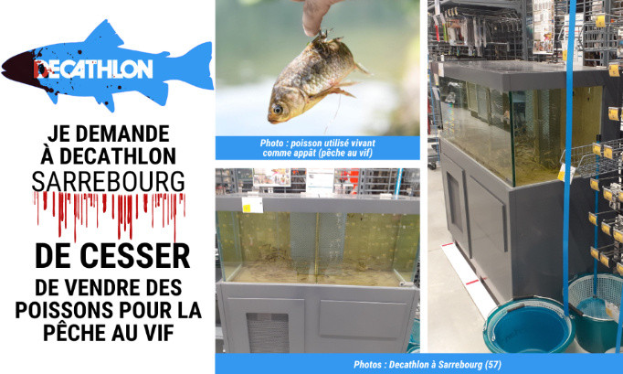 Le Decathlon de Sarrebourg doit cesser de vendre des poissons pour la pêche au vif