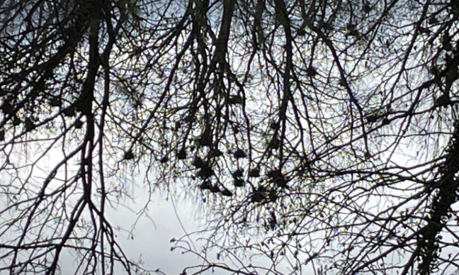 D&eacute;barrassons nous de corbeaux du coll&egrave;ge