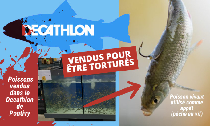Stop : le Decathlon de Pontivy doit cesser d’alimenter la pêche au vif !