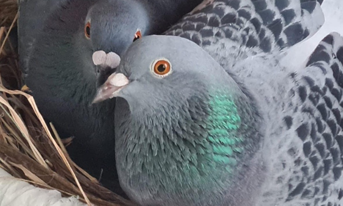 Stop au gazage des pigeons à Neuilly sur Seine : une méthode cruelle et douloureuse !