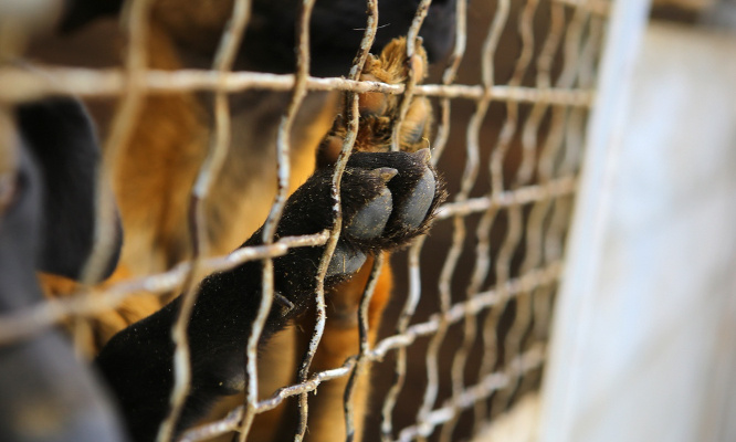 Aidons l'enquête de la SPA pour le chien enfermé dans une cage rue des Bons Raisins