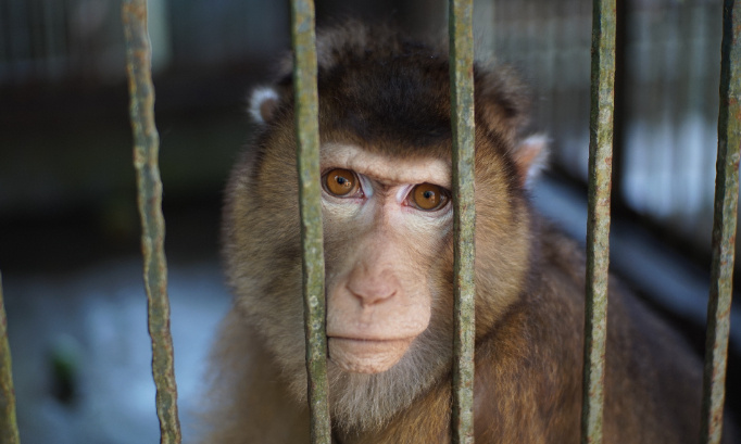 Arrêtez toutes ces horreurs, vous ne voyez pas comment ils souffrent !?
