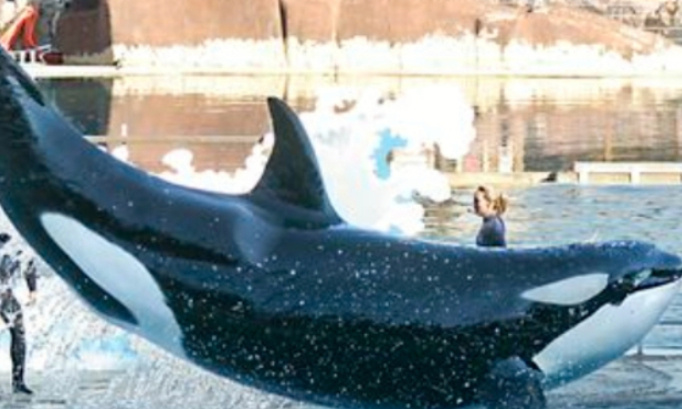 Pétition pour de nouvelles naissances d orques au marineland d entibes