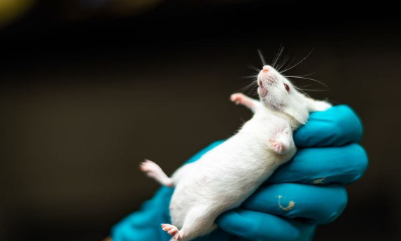 Pas faire tester les souris en laboratoire