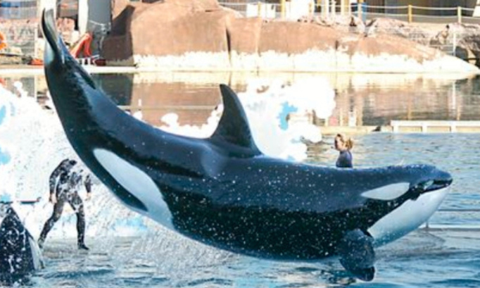 P&eacute;tition tr&egrave;s urgente pour la reproduction des orques marineland antibes car les delphinaruims sonts des longue conservation pour pr&eacute;server les c&eacute;tac&eacute;s une loi beaucoup trop stricte et une interdiction beaucoup trop stricte et un d&eacute;cret trop stricte