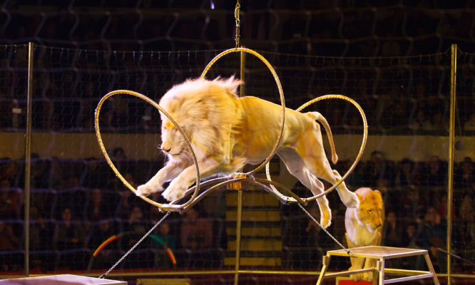 Il faut interdire les animaux dans les cirques en France dès 2024 !