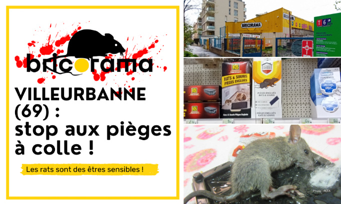 Bricorama Villeurbanne : cessez de vendre des pièges à colle !