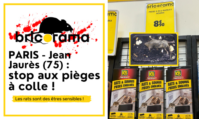 Bricorama Jean Jaurès Paris 19E : cessez de vendre des pièges à colle !