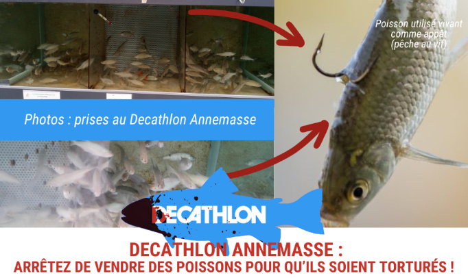 Decathlon Annemasse : arrêtez de vendre des poissons pour qu’ils soient torturés !