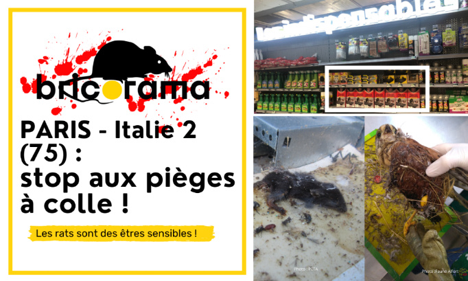 Bricorama Italie 2 Paris 13E : cessez de vendre des pièges à colle !