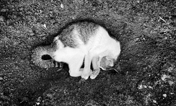 Justice pour Tachon, un chat tué par balles
