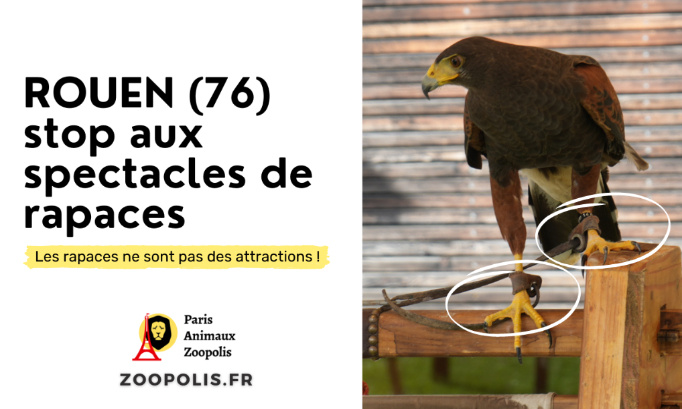 Rouen : Stop aux spectacles de rapaces !