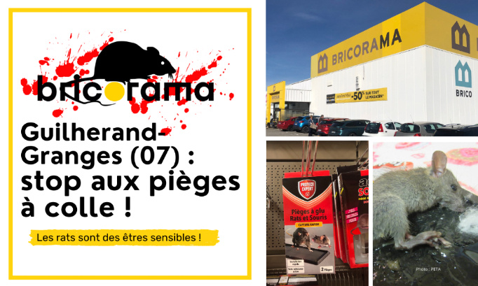 Bricorama Guilherand-Granges : cessez de vendre des pièges à colle !