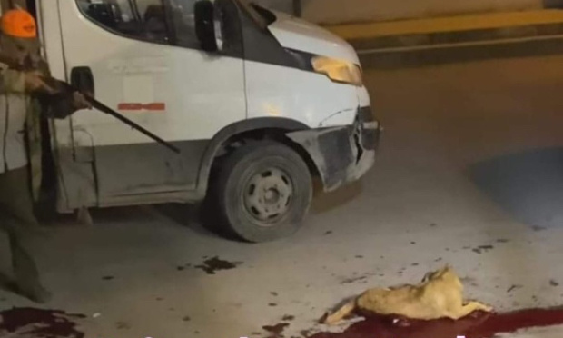 Indignation Mondiale : Tunisie, l'infamie des carnages sauvages archaïques, insensés sans précédents sur les chiens innocents
