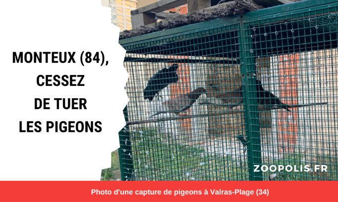 Mairie de Monteux : Stop aux captures de pigeons !
