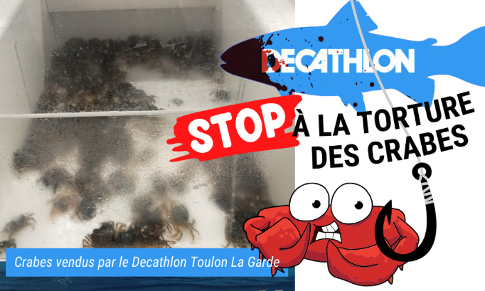 Decathlon Toulon La Garde : stop à la torture des crabes !