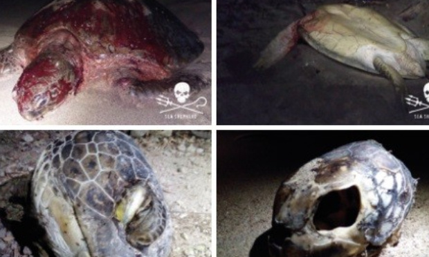 Pour une vraie justice pour les tortues marines à Mayotte et ailleurs !