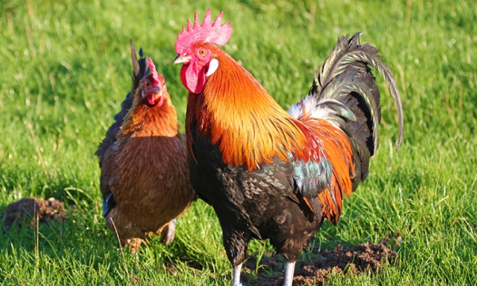 C&eacute;l&eacute;brons notre embl&egrave;me, le coq Gaulois