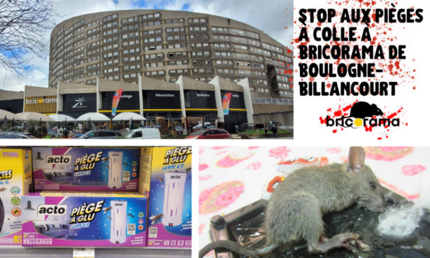 Stop aux pièges à colle à Bricorama Boulogne-Billancourt !
