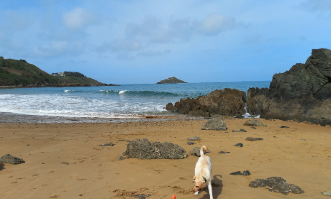 Des chiens toute l'année à la plage des vallées Pléneuf Val-André !