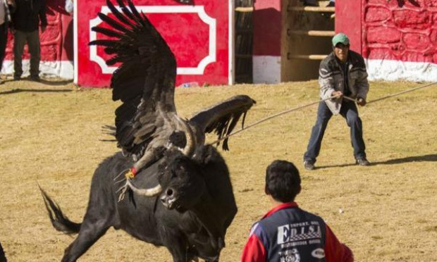 Arrêtez la Fête du sang au Pérou, un spectacle de cruauté envers les animaux 8