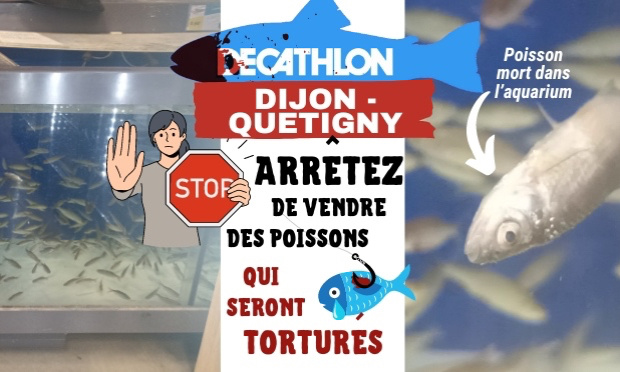 Decathlon Dijon - Quetigny doit arrêter de vendre des poissons qui seront torturés