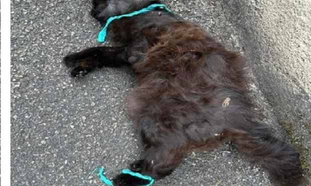 Justice pour ce pauvre chat retrouvé dans le caniveau pattes attachées !