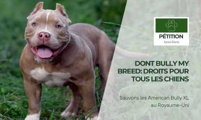 Sauvons les American Bully XL au Royaume-Uni