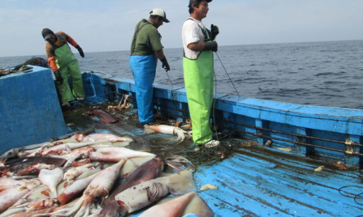Arrêtons la pêche illégale au Pérou